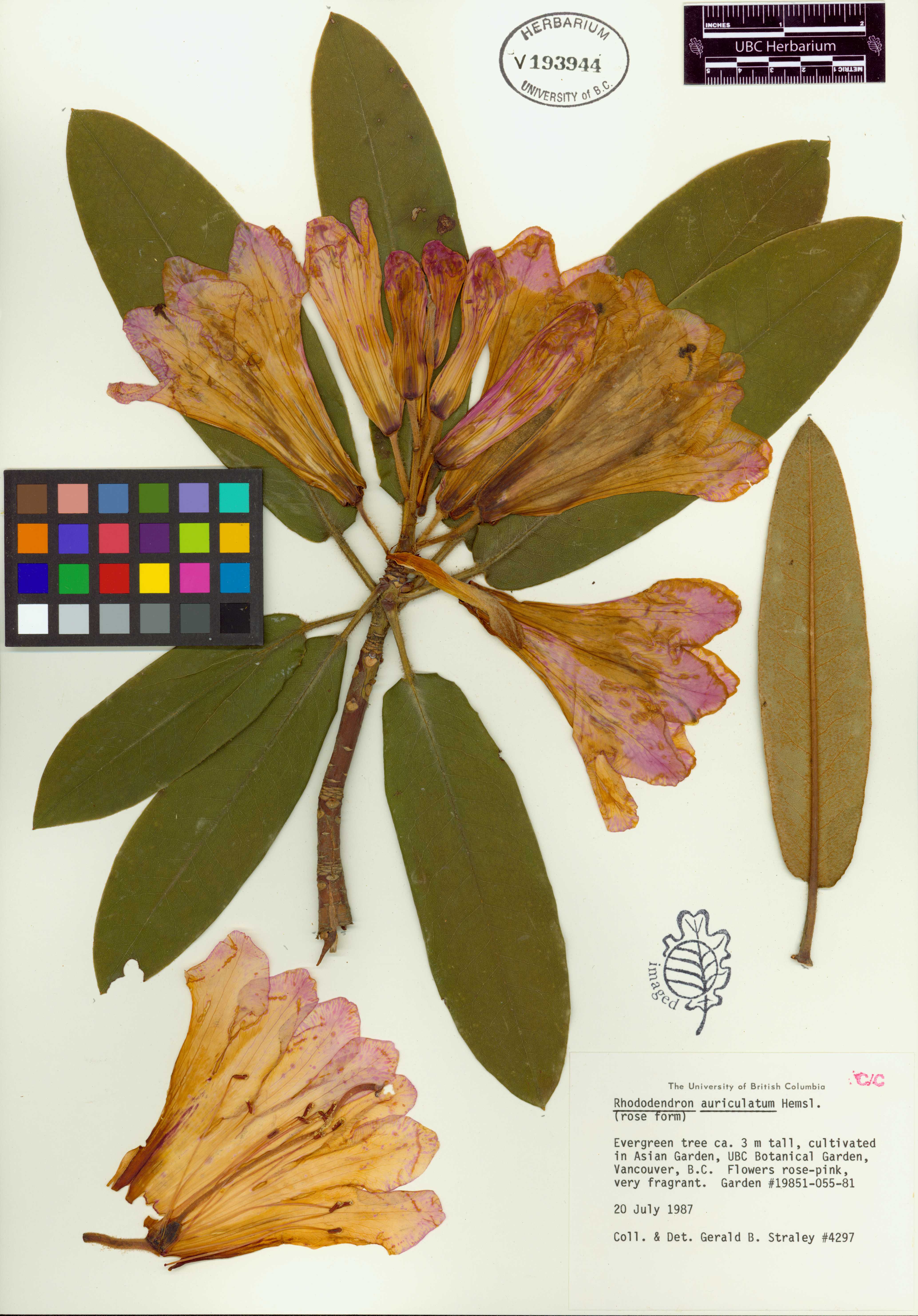 Imagem de Rododendro