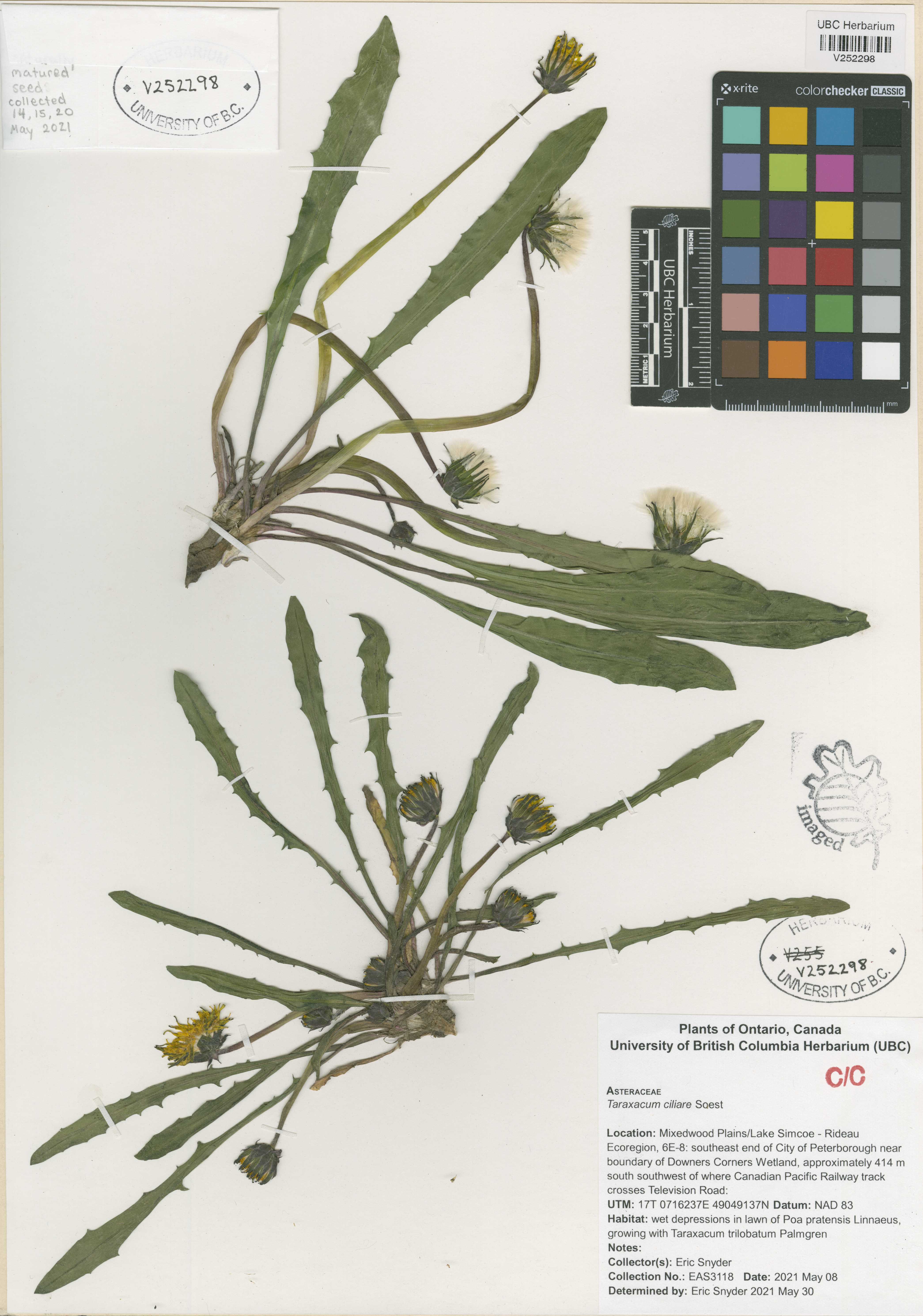 Dandelion